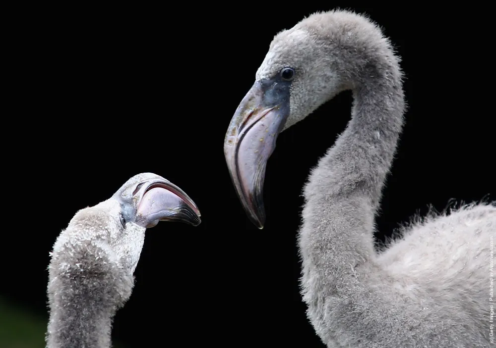 Nine Baby Flamingoes Are Born At Bristol Zoo