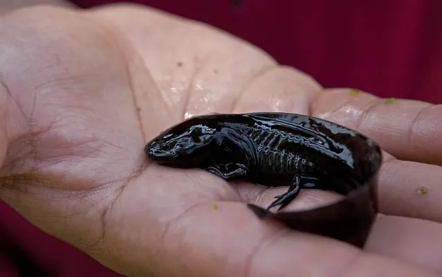 In this Friday, February 21, 2014 photo, Biologist Armando Tovar Garza from Mexico's National Autonomous University holds a young axolotl in his hand at an experimental canal run by the university in the Xochimilco network of lakes and canals in Mexico City. (Photo by Dario Lopez-Mills/AP Photo)