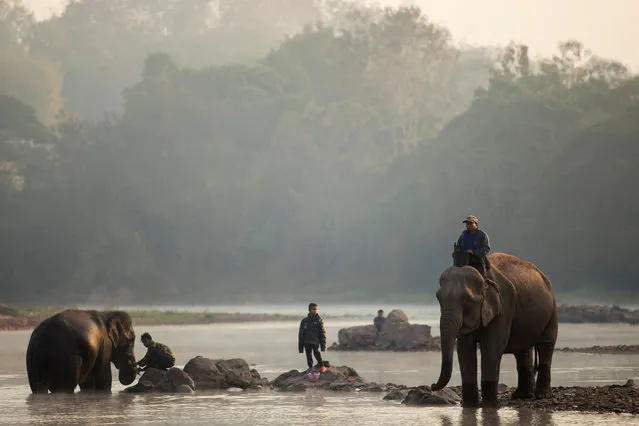 Mahouts bath elephants in Houng River before taking part in an elephant festival, which organisers say aims to raise awareness about elephants, in Sayaboury province, Laos February 17, 2017. (Photo by Phoonsab Thevongsa/Reuters)