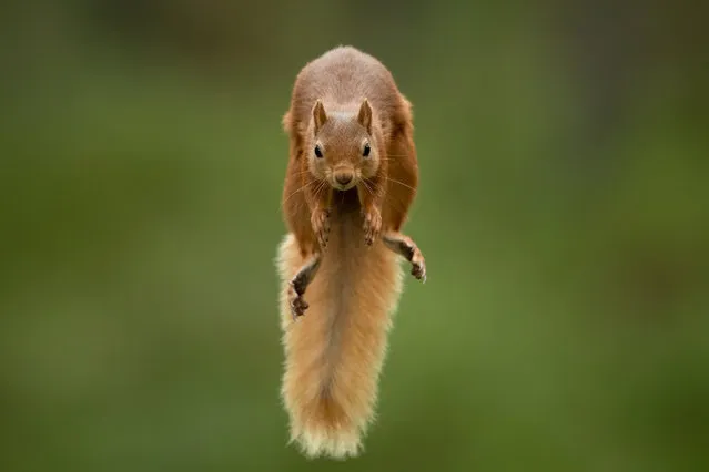 The jump by Karl Samitsch, Austria. While visiting the Cairngorms, Scotland, a friend took Karl to a forest where red squirrels were used to being fed. They placed hazelnuts on opposite branches of two trees and Karl positioned his camera on a tripod facing the direction a squirrel might jump. Setting his camera to automatic focus, he waited behind a tree, holding a remote control. After less than an hour, two squirrels appeared. As they leapt between the branches, he used the high-speed burst mode on his camera, and of the 150 frames, four were sharp, and this one perfectly captured the moment. (Photo by Karl Samitsch/Wildlife Photographer of the Year 2021)