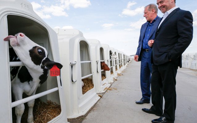Russia's Prime Minister Dmitry Medvedev (R) visits the Zarechnoye agricultural enterprise in the village of Nelzha in Voronezh Region, Russia on May 21, 2019. (Photo by Dmitry Astakhov/Russian Government Press Office/TASS)