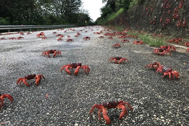 In this handout image provided by Parks Australia, thousands of red crabs are seen walking on a road on November 23, 2021 in Christmas Island. The annual migration of red crabs begins with first rains of the wet season on Christmas Island, usually around October or November. Millions of the red crabs make their way across the island to the ocean to mate and spawn. (Photo by Parks Australia via Getty Images)