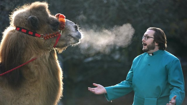 The Reverend Pete Atkinson meets Timujin, one of three Bactrian camels taking part in a rehearsal for the Christmas Eve Service for families at Salisbury Cathedral on Thursday, December 9, 2021. (Photo by Andrew Matthews/PA Images via Getty Images)