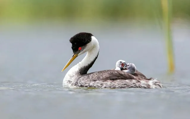 Two arguing chicks on the back of their Grebe mother on Conalero Reservoir County Park, San Jose, California on May 29, 2019. (Photo by Phoo Chan/South West News Service)