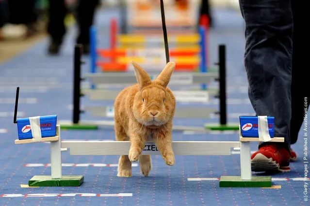 A rabbit jumps over a hurdle at an obstacle course during the first European rabbit hopping championships