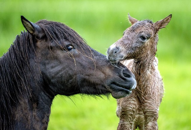 An Icelandic foal stands next to its mother just a couple of minutes after it was born at a stud farm in Wehrheim near Frankfurt, Germany, Friday, May 3, 2024. The farm's first foal of the season was born in the early morning hours after a night with thunder storms and heavy rain. (Photo by Michael Probst/AP Photo)