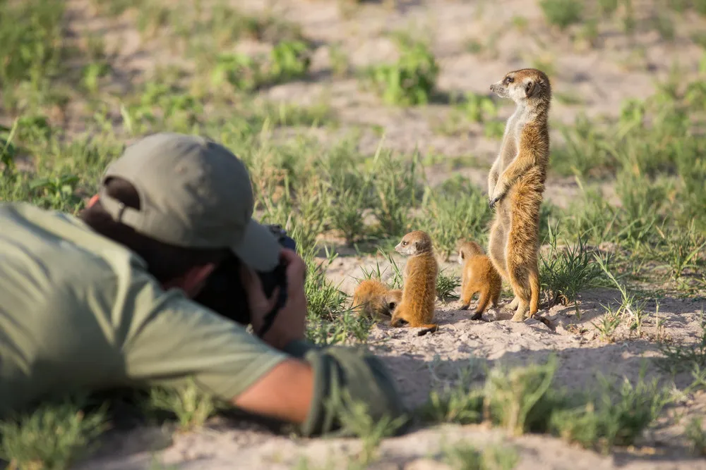 Meerkats Use Photographer as Lookout