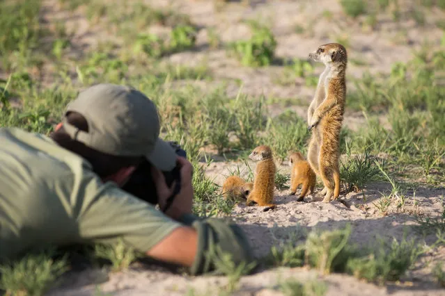 A family of Meerkats on January 2014 in Makgadikgadi, Botswana. These adorable Meerkats used a photographer as a look out post before trying their hand at taking pictures. The beautiful images were caught by wildlife photographer Will Burrard-Lucas after he spent six days with the quirky new families in the Makgadikgadi region of Botswana. Will has photographed Meerkats in the past and was delighted when he realised he would be shooting new arrivals. (Photo by Will Burrard-Lucas/Barcroft Media)