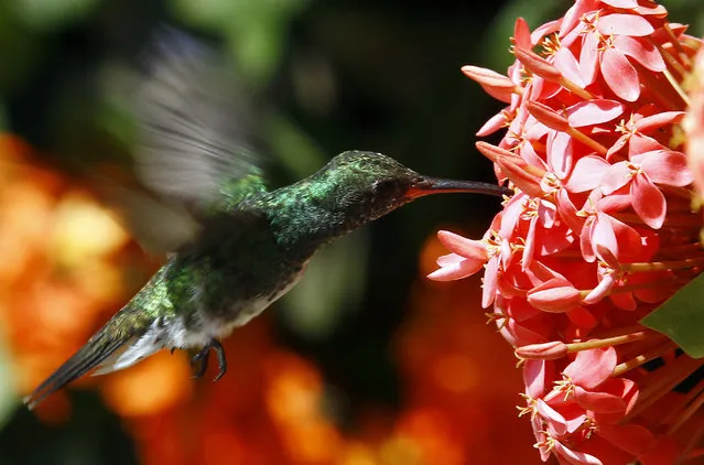 A hummingbird collects nectar from flowers in Valencia, Carabobo, Venezuela on February 13, 2022. (Photo by Juan Carlos Hernandez/ZUMA Press Wire/Rex Features/Shutterstock)