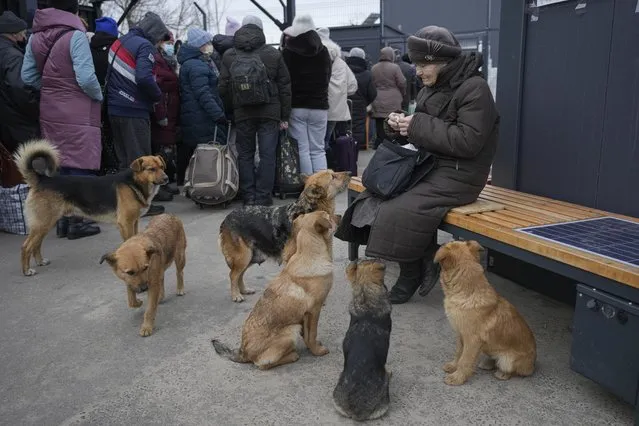 Dogs look at an elderly woman who shared food with them while waiting to cross from Ukrainian government controlled areas to pro-Russian separatists' controlled territory in Stanytsia Luhanska, the only crossing point open daily, in the Luhansk region, eastern Ukraine, Tuesday, February 22, 2022. Russia says its recognition of independence for areas in eastern Ukraine extends to territory currently held by Ukrainian forces. The statement Tuesday further raises the stakes amid Western fears that Moscow could follow up to Monday’s recognition of rebel regions with a full-fledged invasion of Ukraine. (Photo by Vadim Ghirda/AP Photo)