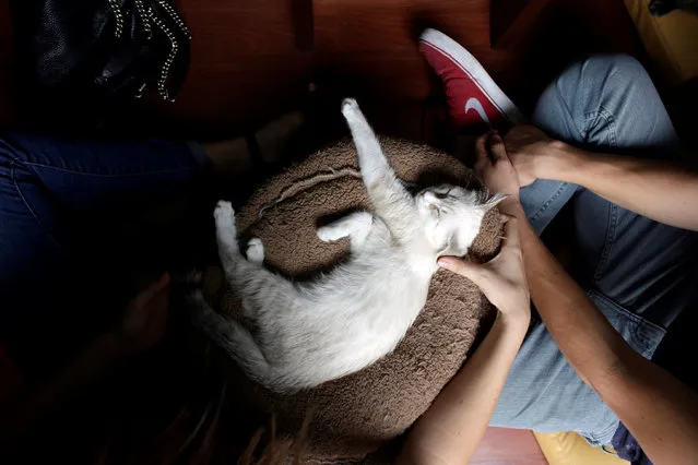 A cat sleeps between customers inside “Meow” cafe, where diners can play, interact or adopt cats given away by their former owners or rescued from the streets, in Monterrey, Mexico, May 14, 2016. (Photo by Daniel Becerril/Reuters)