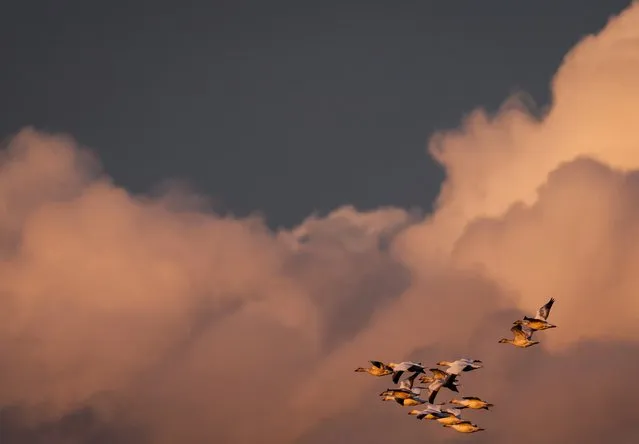 A flock of snow geese fly over Iona Beach Regional Park at sunset, in Richmond, British Columbia., on Thursday, January 20, 2022. (Photo by Darryl Dyck/The Canadian Press via AP Photo)