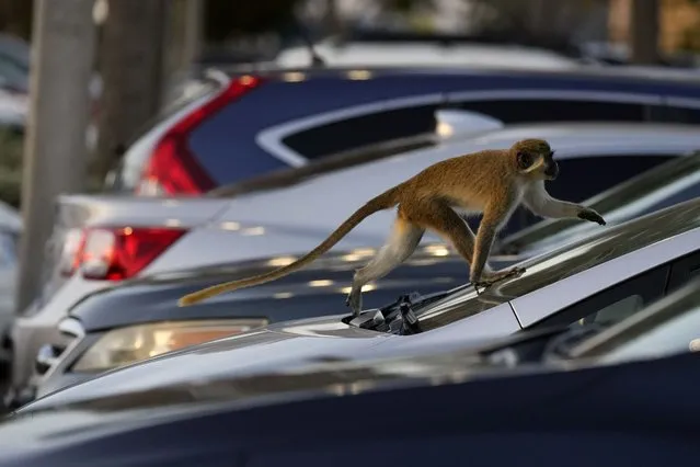 A vervet monkey walks over a parked car in the Park 'N Fly airport lot which lies adjacent to the mangrove preserve where the monkey colony lives, Tuesday, March 1, 2022, in Dania Beach, Fla. For 70 years, a group of non-native monkeys has made their home next to a South Florida airport, delighting visitors and becoming local celebrities. (Photo by Rebecca Blackwell/AP Photo)