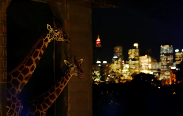 Giraffes peer out of their enclosure during a preview of Taronga Zoo's inaugural contribution to the Vivid Sydney light festival, the annual interactive light installation and projection event around Sydney, May 24, 2016. (Photo by Jason Reed/Reuters)