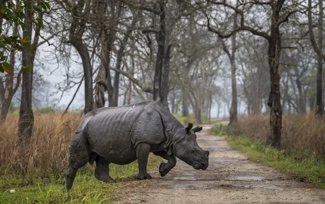 A one-horned rhinoceros crosses a road meant for safaris in Kaziranga national park, in the northeastern state of Assam, India, Saturday, March 26, 2022. Nearly 400 men using 50 domesticated elephants and drones scanned the park’s 500 square kilometers (190 square miles) territory in March and found the rhinos' numbers increased more than 12%, neutralizing a severe threat to the animals from poaching gangs and monsoon flooding. (Photo by Anupam Nath/AP Photo)