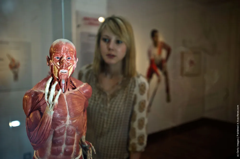 The Hunterian Museum Launches its Anatomy of an Athlete Exhibition in the Lead Up to the Olympics
