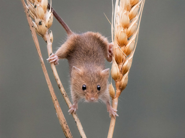 A harvest mouse balances between two stalks of wheat near Burnley, Lancashire, UK in the second decade of August 2024.  (Photo by Vicky Outen/Media Drum Images)