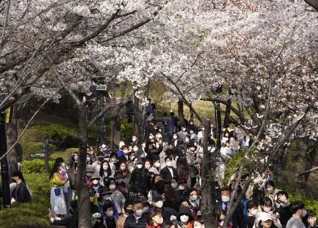 People wearing face masks as a precaution against the coronavirus walk under cherry blossoms in full bloom at a park in Seoul, South Korea, Wednesday, April 6, 2022. (Photo by Ahn Young-joon/AP Photo)