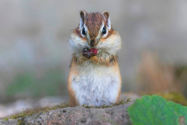 An Ezo chipmunk sticks out its tongue at the photographer in the last decade of August 2024. Ezo chipmunks are a subspecies of the Siberian chipmunk  found in Hokkaido, Japan. (Photo by Hiroki Takahashi/Media Drum Images)