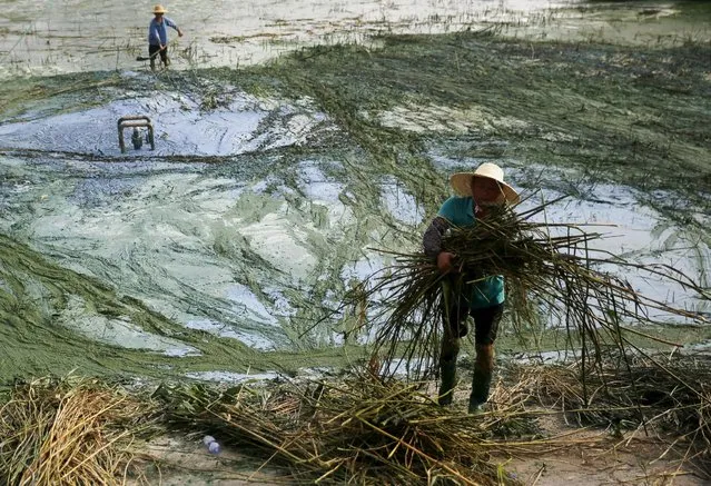 Villagers remove reeds covered by algae at the polluted Chaohu Lake, in Hefei, Anhui province, in August 8, 2015. According to local media, smelly algae cover a large area of the Chaohu Lake every summer in recent years. Villagers living around the lake formed a volunteer group to try to clean the water. (Photo by Reuters/Stringer)