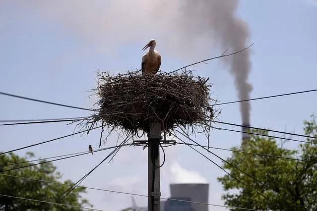 A white stork sits on its nest as smoke billows from the coal-fired power plant, near the town of Obilic, on May 31, 2022. (Photo by Armend Nimani/AFP Photo)