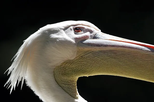 A great white pelican looks on in his enclosure at the zoo “Hellabrunn” in Munich, Germany, Monday, July 17, 2017. (Photo by Matthias Schrader/AP Photo)