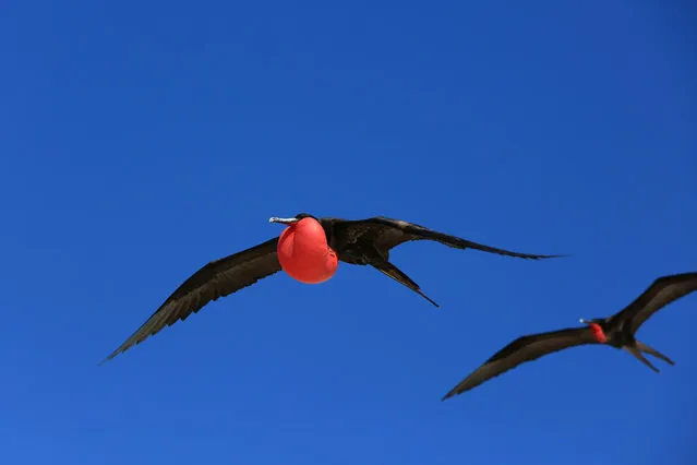 Flying male frigate bird during the mating season, Christmas Island, Kiribati. (Photo by Natalia Harper/Alamy Stock Photo)