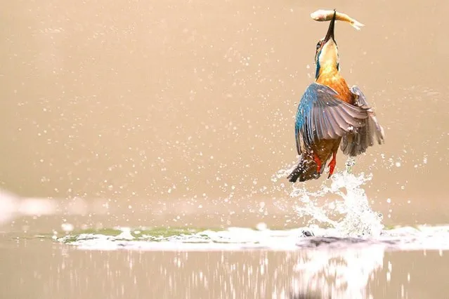 Kingfisher, Worcestershire, UK. (Photo by Marco Urso)