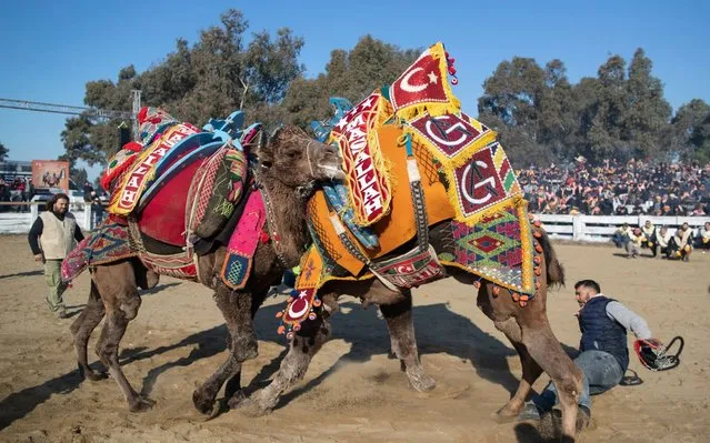 Two camels fight during the Selcuk-Efes Camel Wrestling Festival in the town of Selcuk, near the western coastal city of Izmir, Turkey, 19 January 2020. The event, which celebrated its 38th anniversary, brings together two camel bulls with a female camel on heat nearby. The camels fight it out for the female by leaning on each other to push the other onr down. Camel Wrestling is most common in the Aegean region of Turkey but can also been found in the Marmara and Mediterranean regions of the country. (Photo by Erdem Sahin/EPA/EFE)