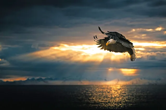 Dramatic rays of light pierce through the clouds making an atmospheric backdrop for the majestic bald eagle in Homer, Alaska on June 7, 2022. (Photo by Sergius Hannan/Media Drum Images)