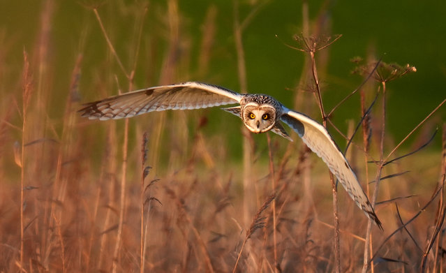 A wild Short-eared owl flies over grassland near Deal in Kent, UK whilst hunting for food in the late afternoon sunshine on Tuesday, November 26, 2024. Short-eared owls mainly hunt during the daytime, flying low over moorland, grassland and saltmarshes where they feed on field voles and small birds. (Photo by Gareth Fuller/PA Images via Getty Images)