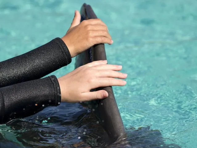 Patients from Rady Children's Hospital touch the dorsal fin of a bottlenose dolphin after being invited to swim and interact with dolphins at Sea World in San Diego, California  August 27, 2015. (Photo by Mike Blake/Reuters)