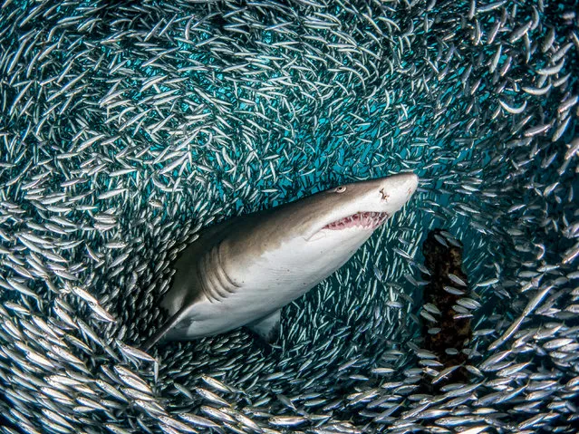 Photographer Tanya Houppermans described one of the images she was able to capture as a one in a million shot. Photographed from beneath a sand tiger shark, the image shows the animal as it penetrates a bait ball of thousands of fish, the top half of its body emerging out of the grouping near South Carolina, US. In other images, Tanya, 44, was able to capture the sharks as the moved between what look like tunnels made within the bait balls. (Photo by Tanya Houppermans/Caters News Agency)
