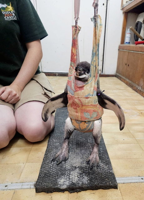 Flop the Humboldt penguin in the baby bouncer on November 28, 2024. A baby penguin which developed a limp has found her waddle again after zookeepers nursed her back to health – using a homemade baby bouncer. Flop the Humboldt penguin was born at Dudley Zoo back in April but her mother passed away shortly after and her dad started to leave the nest for long periods. Zookeepers were forced to step in to hand rear the chick and moved her to a juvenile isolation area but noticed she then began developing a limp. Vets gave her anti-inflammatories and pain relief but less than 24 hours later the animal could no longer support her own weight. Blood tests revealed a reaction to an infection and she was given further medication. Flop started to lose her appetite and became withdrawn, sparking concern among staff that she may not survive. But keepers came with the ingenious idea of a baby bouncer to help keep her upright and also made a tailor-made treadmill by adapting a baby walker for her. (Photo by South West News Service)