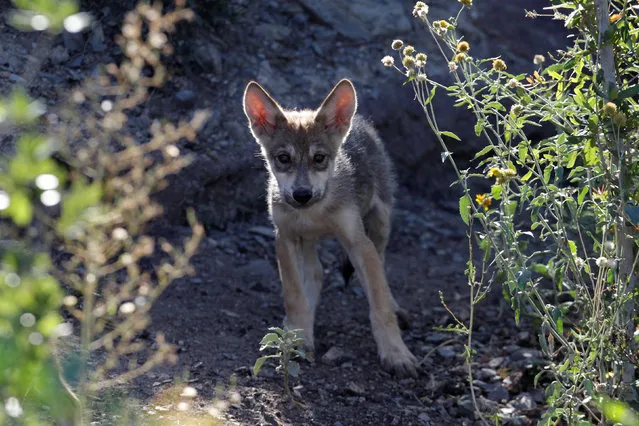 A newly born Mexican gray wolf cub, an endangered native species, is seen at its enclosure at the Museo del Desierto in Saltillo, Mexico, July 19, 2016. (Photo by Daniel Becerril/Reuters)