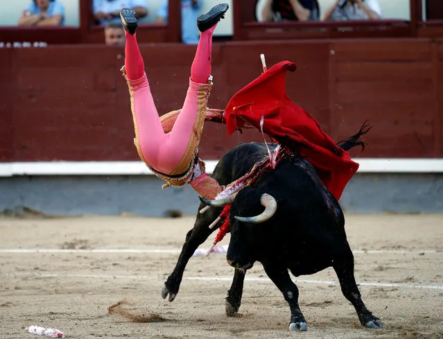 Spanish matador Pablo Belando is tossed by a bull during a bullfight at the Ventas bullring in Madrid July 24, 2016. (Photo by Javier Barbancho/Reuters)