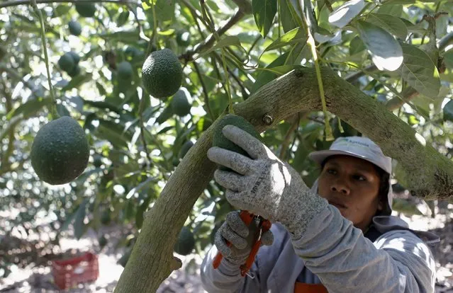 A farm worker picks avocados from Hoja Redonda plantation in Chincha, Peru, September 3, 2015. The eighth World Avocado Congress, an event dedicated to production, export and marketing of Hass avocados, will be held in Peru from September 13 to September 18. Peru is the second largest exporter of Hass avocados in the world, according to local media. (Photo by Mariana Bazo/Reuters)