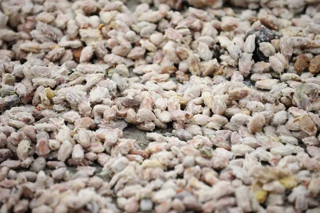 Cocoa beans put to dry and to ferment at the Inmobiliaria Guangala exporting company in the outskirts of Guayaquil, 260 km southwest of Quito, on May 3, 2014.  The CCN51 variety of ocoa, resistant to plagues though sour tasting, could be the next star in the market and its growing has shot up in the Ecuadorean coast. (Photo by Rodrigo Buendia/AFP Photo)