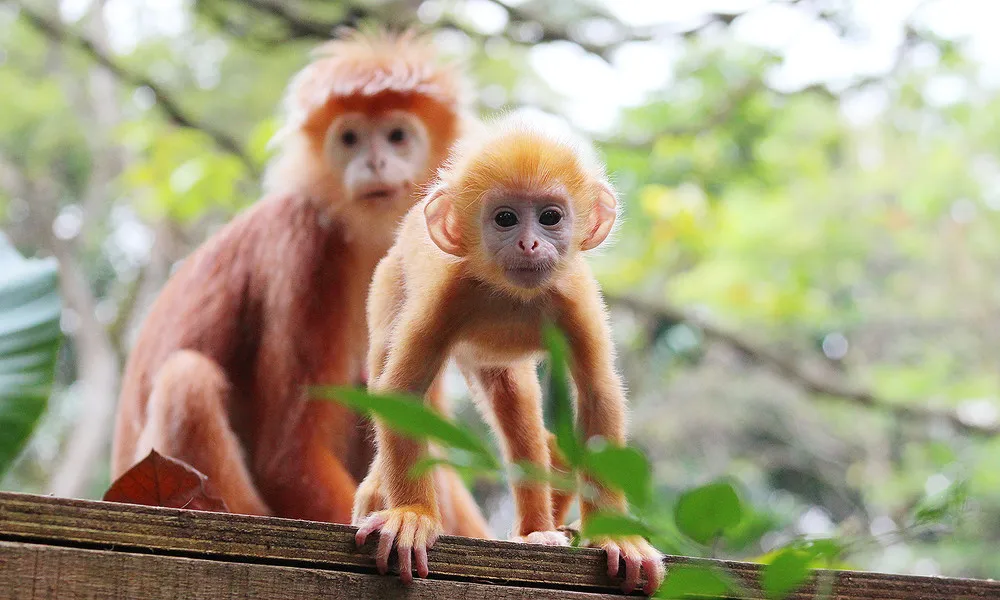 World's Rarest Babies in Singapore Zoo