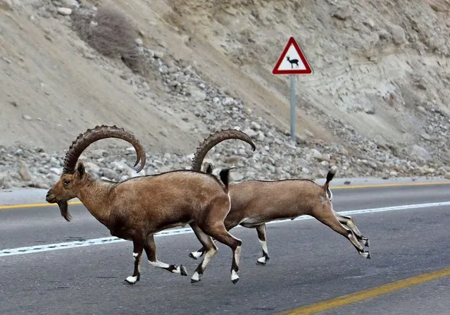 Members of a herd of Nubian ibex (Capra nubiana) cross a road along the Dead Sea shore in Israel's Ein Gedi Nature Reserve on October 16, 2022. (Photo by Gil Cohen-Magen/AFP Photo)