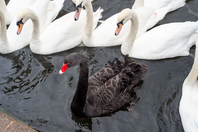 Swans, geese, ducks, gulls, and pigeons on and by the River Thames in Windsor on November 3, 2022 hoping to get feed by passers by. Thankfully the current outbreak of avian influenza has not reached Windsor yet. The numbers of swans on the Thames in Windsor is down as sadly a number of the swans and cygnets from last year died earlier this year following the then bird flu outbreak. A national housing order will be introduced on Monday 7th November 2022 making it a legal requirement for birdkeepers and farmers to house their flocks such as hens and turkeys in an attempt to stop the spread of the current avian flu outbreak. (Photo by Maureen McLean/Rex Features/Shutterstock)