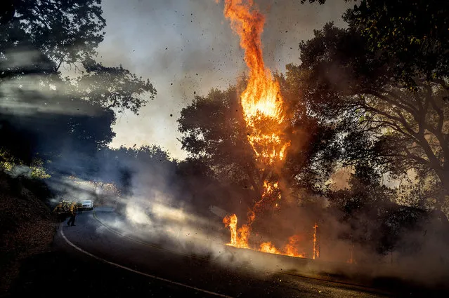A wildfire burns along Canada Road near Gilroy, Calif., Sunday, July 5, 2020. (Photo by Noah Berger/AP Photo)