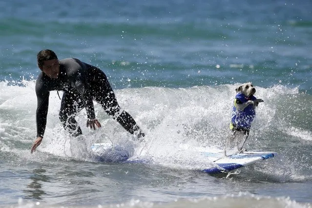 A man and his dog surf during the Surf City Surf Dog Contest in Huntington Beach, California, United States, September 27, 2015. (Photo by Lucy Nicholson/Reuters)