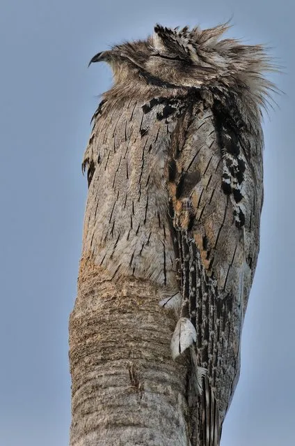 A northern potoo sits on a tree stump and skilfully camouflages itself, photographed in the Corozal District of Belize on September 6, 2016. A northern potoo shows it is a master of disguise as it perches on a tree stump and blends into the bark. By plumping out its feathers, the nocturnal bird cleverly imitates the tree during the day, before hunting for flying insects at night. The camouflaged bird was spotted by sharp-eyed photographer Frederic Consejo in a friend's garden in Corozal District, Belize. The 55-year-old, of Consejo, Corozal District, Belize, says: “I was taken by surprise when I realised that a funny shaped tree at my friend's house was actually a northern potoo. I had been hoping to photograph one of these birds for years, but they had always been too difficult to spot”. (Photo by Frederic Consejo/HotSpot Media)