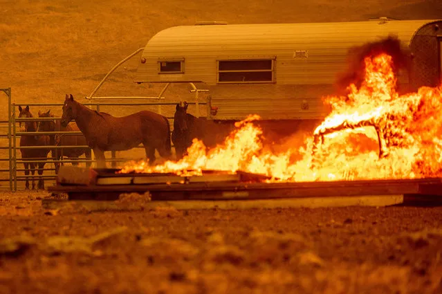 Horses stand in an enclosure as the LNU Lightning Complex fires tear through the Spanish Flats community in unincorporated Napa County, Calif., Tuesday, August 18, 2020. Fire crews across the region scrambled to contain dozens of wildfires sparked by lightning strikes as a statewide heat wave continues. (Photo by Noah Berger/AP Photo)