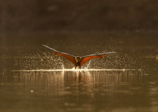 A giant fruit bat, or Indian flying fox, takes a dip as temperatures soar above 44°C in Gujarat, India on June 5, 2025. They are usually nocturnal but ventured out in the blistering heat to splash in the river and drink from the water’s edge. (Photo by Hardik Shelat/Two Point O Media/Cover Images)