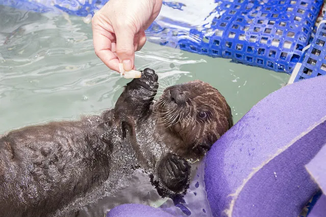 Weighing in at just under 6 pounds and at 22.6 inches long, the female pup arrived at Shedd in late October from Monterey Bay Aquarium in California, where she spent the first four weeks of her life being stabilized. (Photo by Brenna Hernandez/AP Photo)