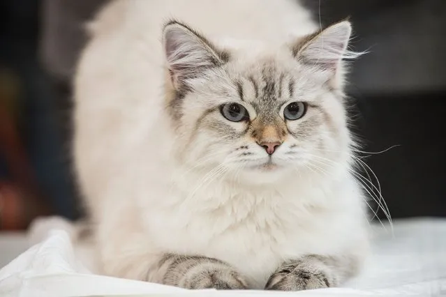 A cat waits to be examined by the jury during the first day of the Super Cat Show 2014, on November 8, 2014 in Rome, Italy. (Photo by Giorgio Cosulich/Getty Images)