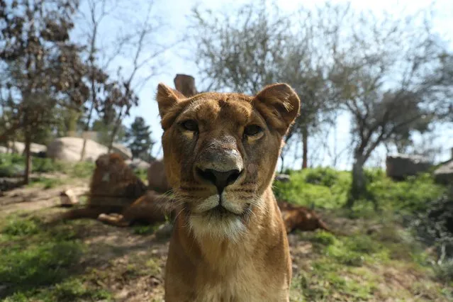 A lion is seen through a glass at the “Buin Zoo” which is looking for sponsors to funds for food, maintenance and veterinary controls for its animals due the lockdown, during the coronavirus disease (COVID-19) outbreak, in Buin, Santiago, Chile on September 9, 2020. (Photo by Ivan Alvarado/Reuters)