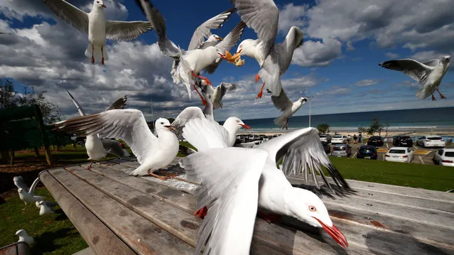 Photo taken on September 16, 2016 shows seagulls eating chips after stealing them from diners at Bondi Beach in Sydney. The silver gulls, a native Australian species, have become aggressive towards diners at harbourside restaurants and beaches, with diners complaining that the birds snatch food off of their plates whilst they are eating. (Photo by Peter Parks/AFP Photo)